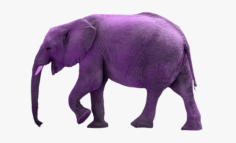 Report Abuse - Baby Elephant No Background, Transparent Clipart