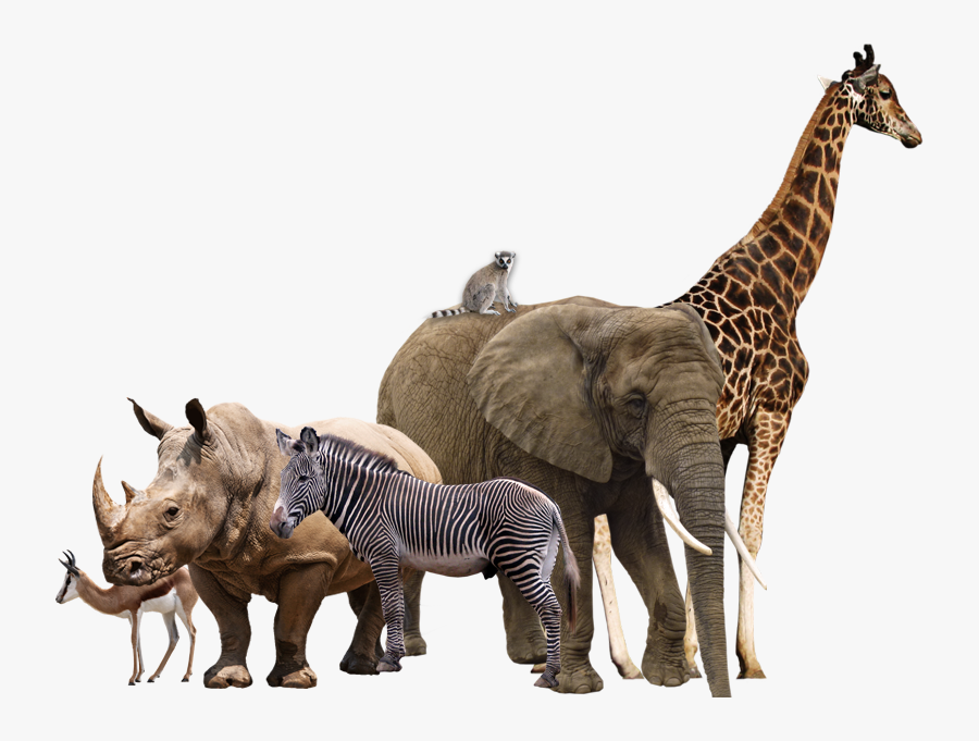African Safari Animal Collage - Wild Animals Transparent Background, Transparent Clipart