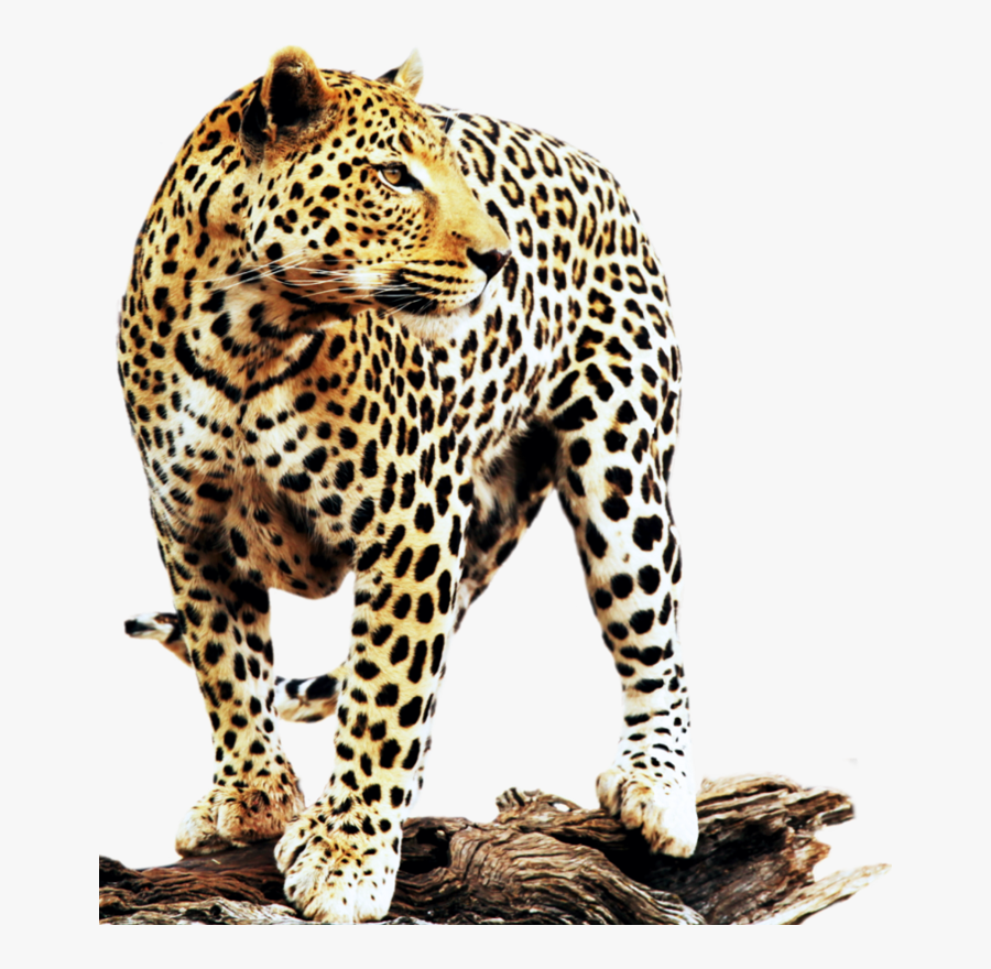 Leopard Transparent Dangerous - Television Set, Transparent Clipart