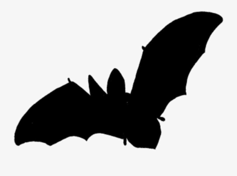 #scsilhouette #bat #flying #animals - Little Brown Myotis, Transparent Clipart