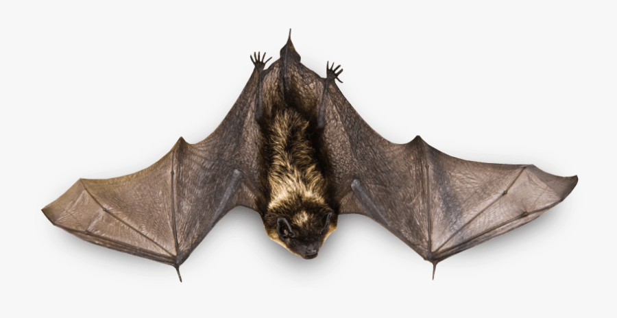 Small Bat Flying - Real Bat Png, Transparent Clipart