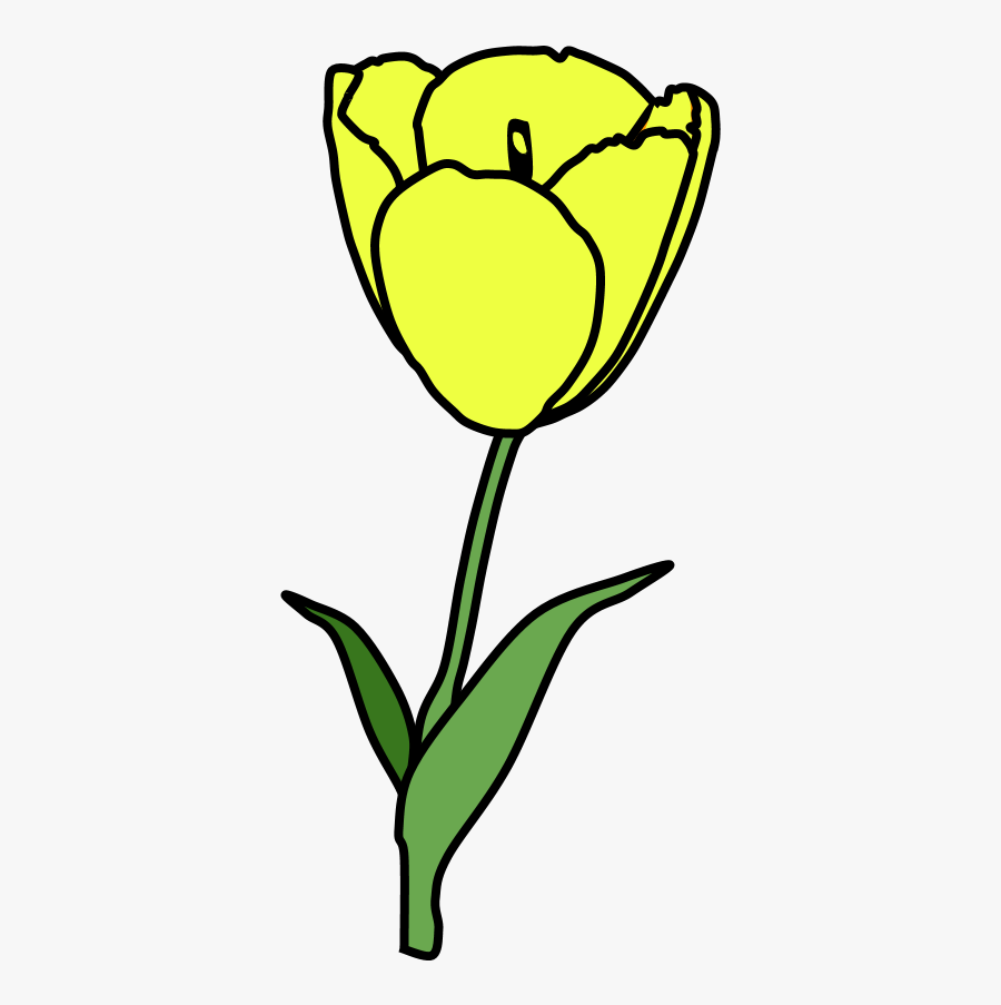 Tulip, Petals, Stamen, Yellow - Black And White Tulip Clipart, Transparent Clipart