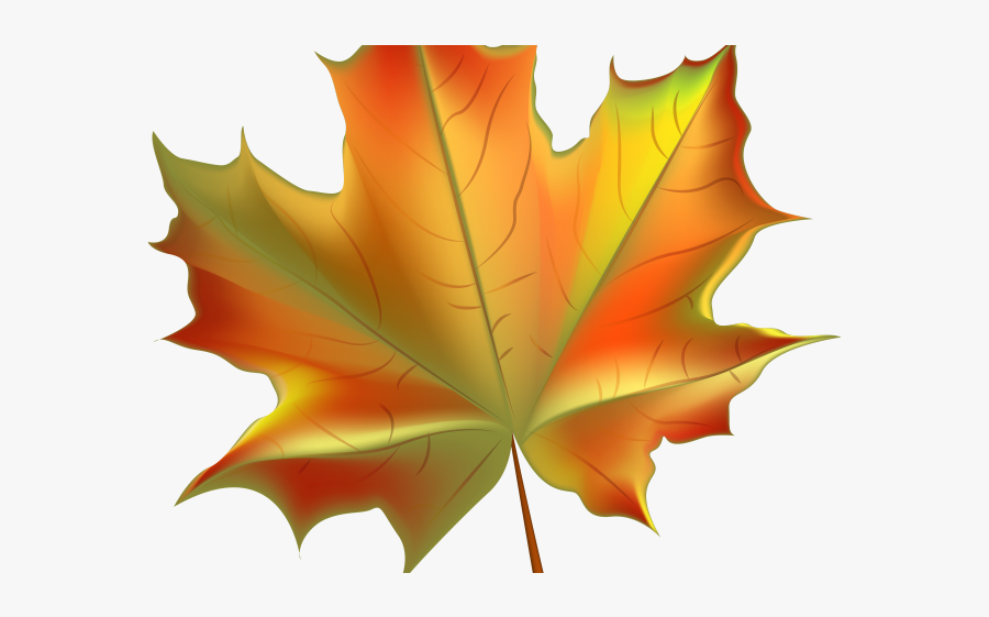 Fall Leaf Transparent Background, Transparent Clipart