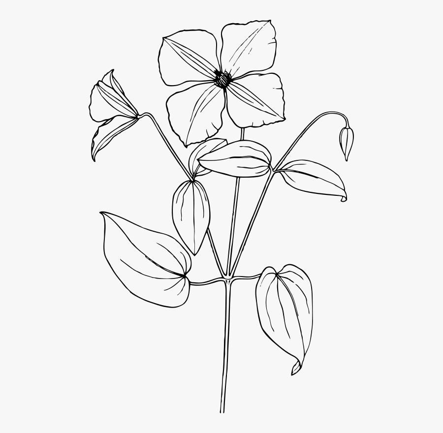 Clematis - Sampaguita Flower Drawing Easy, Transparent Clipart
