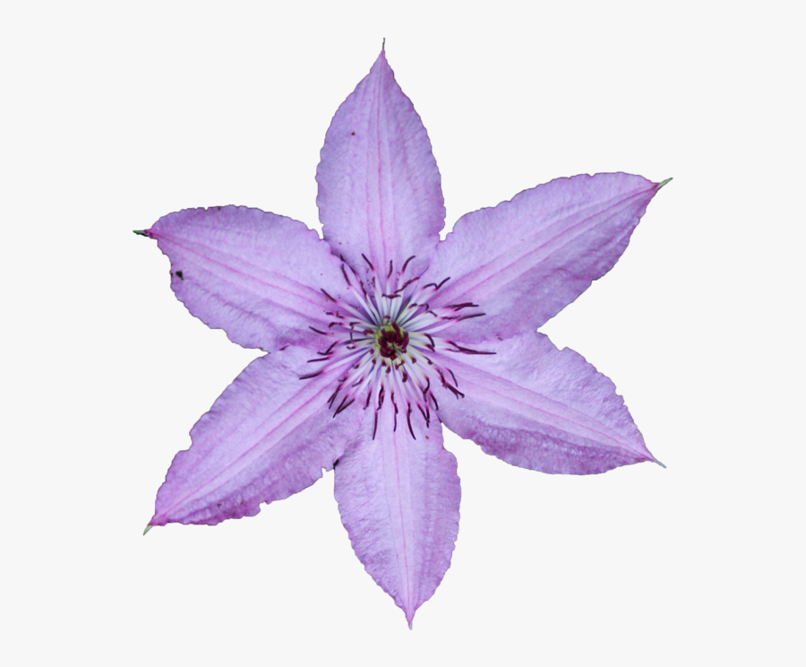 Clematis Flowers Png Photo Background - Portable Network Graphics, Transparent Clipart