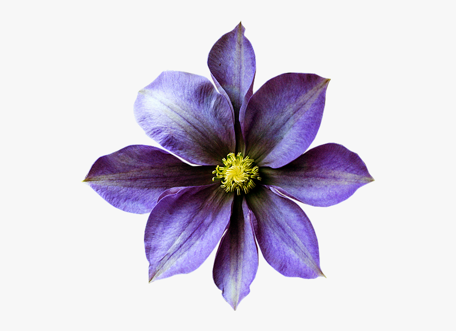 Transparent Clematis Clipart - Chinese Magnolia, Transparent Clipart