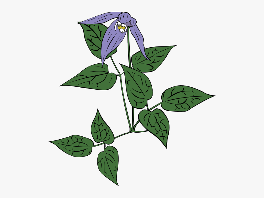 Clematis Flowers Png Image File - Dayflower, Transparent Clipart