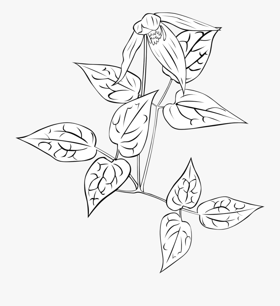 Money Plant Coloring Page, Transparent Clipart