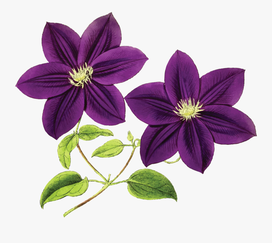 Clematis Flowers Png Free Pic - Clematis, Transparent Clipart