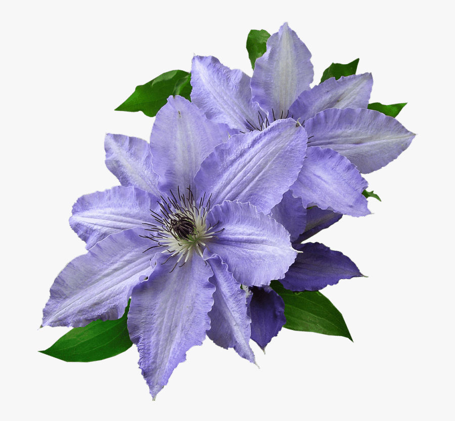 Transparent Lavender Bush Png - Blue And Purple Transparent, Transparent Clipart