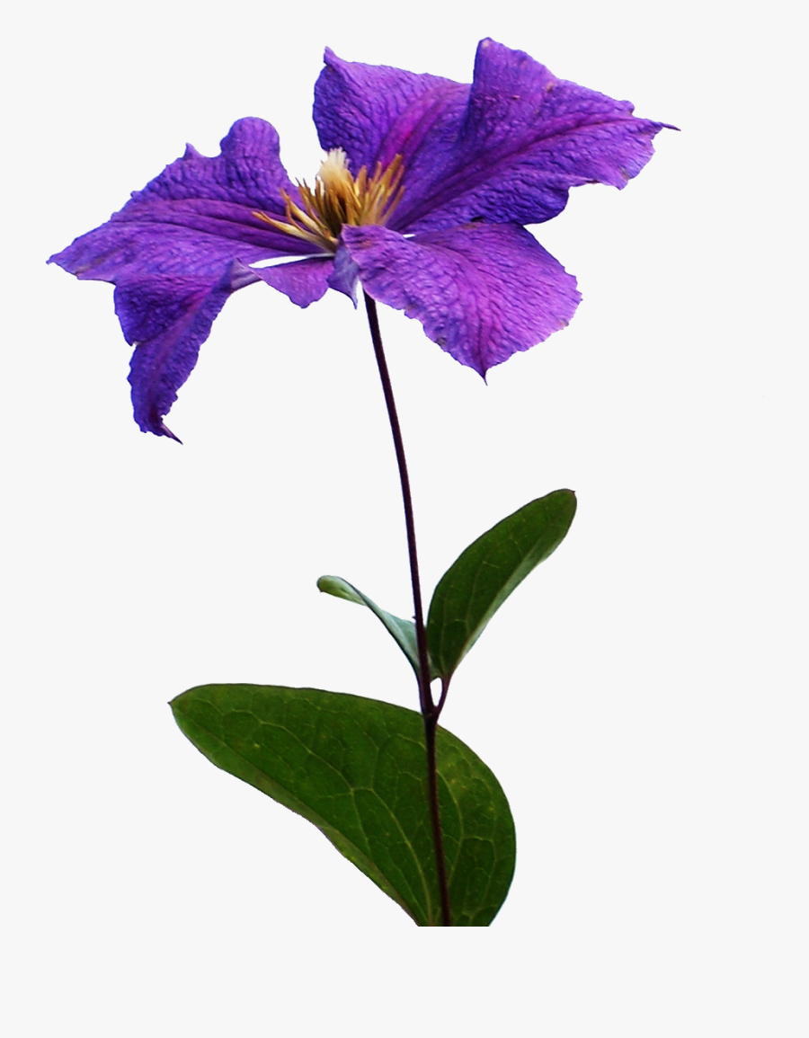 Clematis Flowers Png Background - Clematis Png, Transparent Clipart