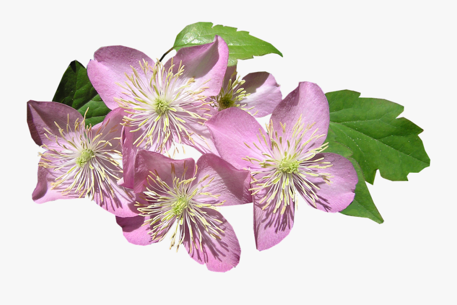 Transparent Climber Png - Clematis Png, Transparent Clipart