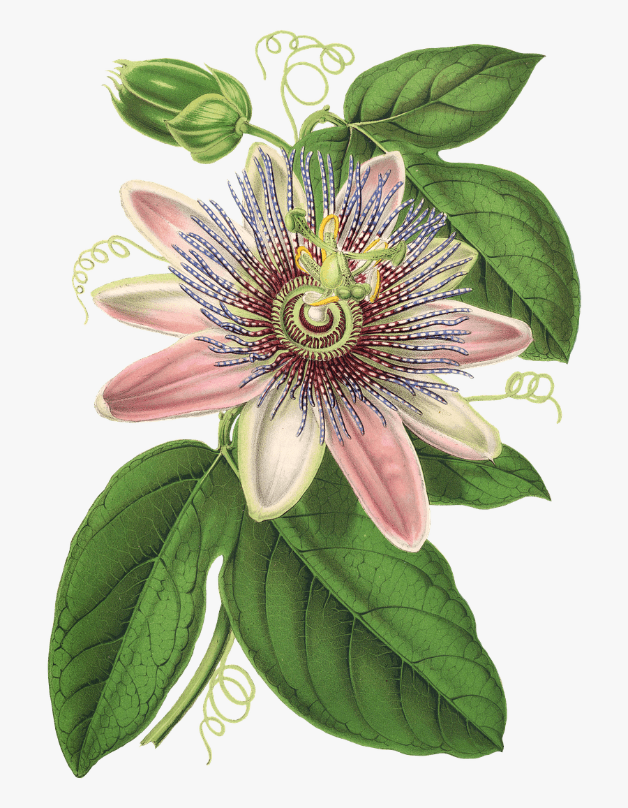 Clematis Drawing - Passion Flower Botanical Illustration, Transparent Clipart