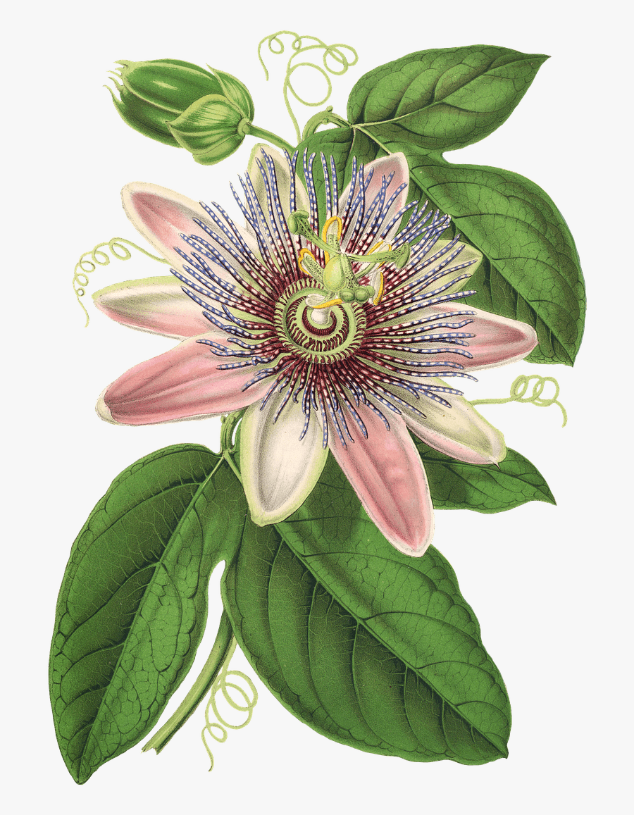 Clematis Drawing Passion Flower Botanical Illustration , Free Transparent Clipart ClipartKey
