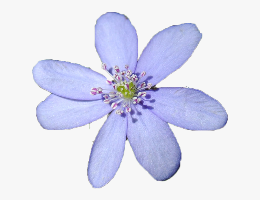 Flower Pngs - Clematis - Blue Flower, Transparent Clipart