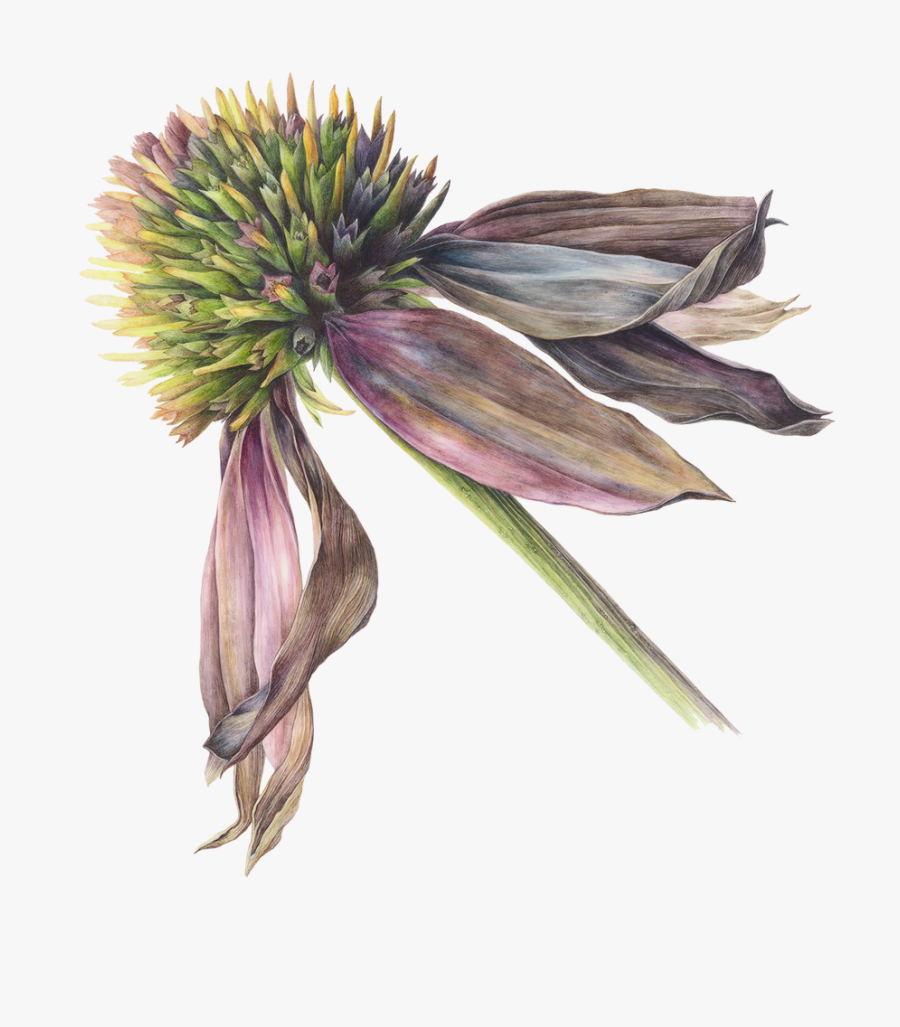 Botanical Art Png - Botanical Drawing Purple Coneflower, Transparent Clipart