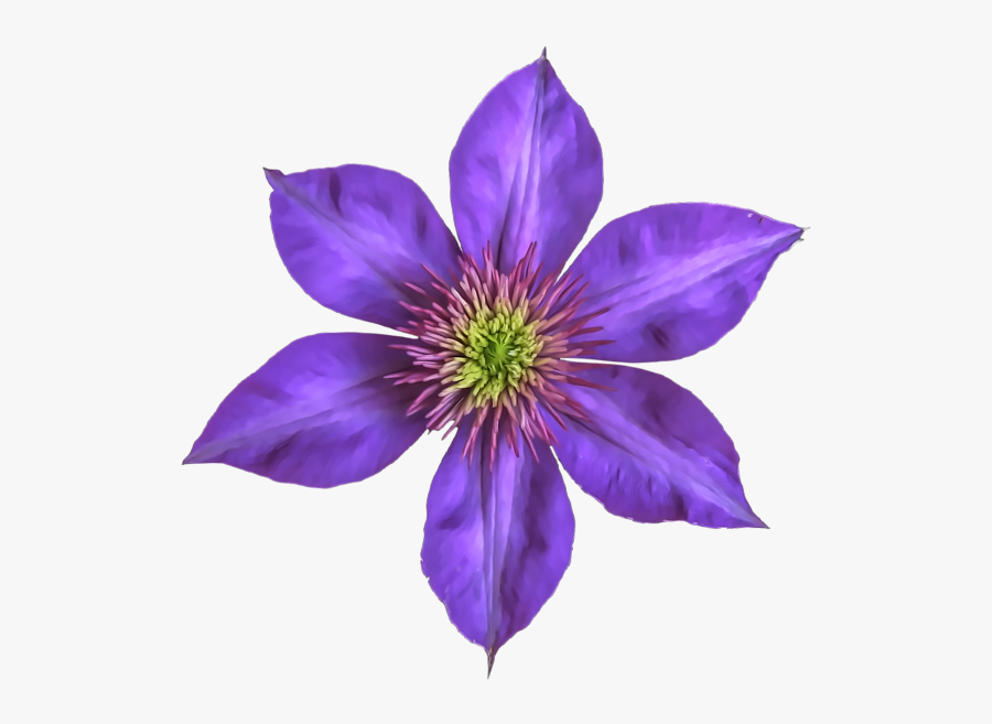 Clematis Flowers Png Free Images - Clematis Flower Clip Art, Transparent Clipart