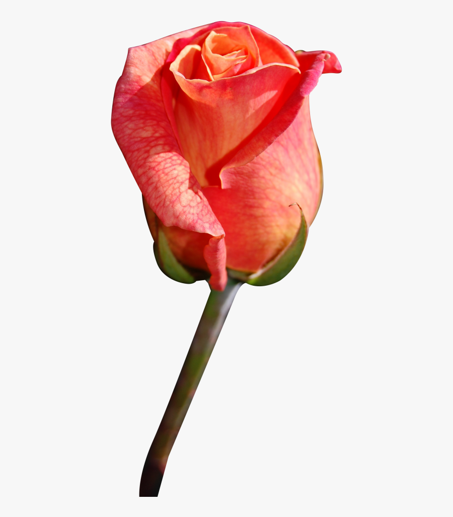 Close Png Transparent - Rose Before Bloom, Transparent Clipart