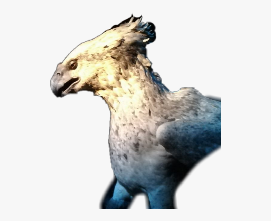 #buckbeak #hippogriff #harrypotter - Osprey, Transparent Clipart