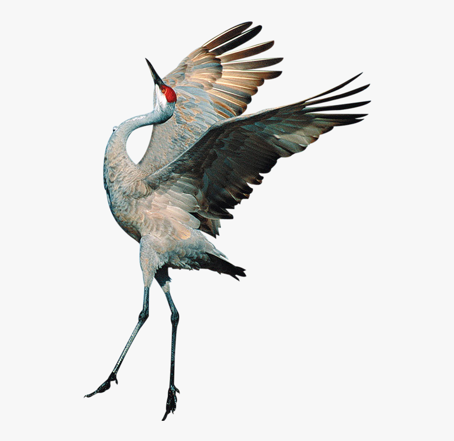 Sandhill Crane Clipart Transparent - Sandhill Crane Clip Art, Transparent Clipart