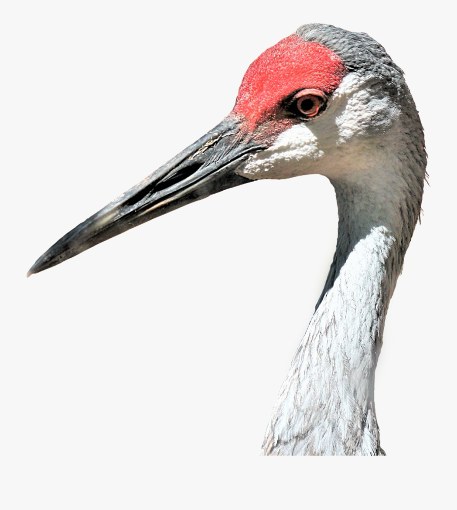 Sandhill Crane, Transparent Clipart