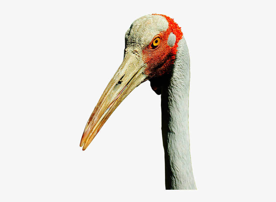Sandhill Crane Clipart, Transparent Clipart
