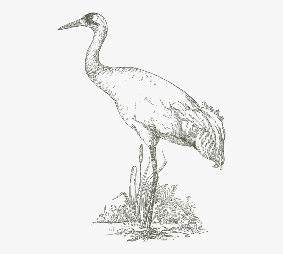 Function Drawing Bird African - Easy Bird Sanctuary Drawing, Transparent Clipart