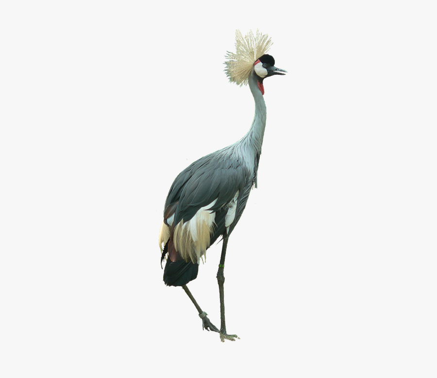 Sandhill-crane - Red Crowned Crane Gif Png, Transparent Clipart