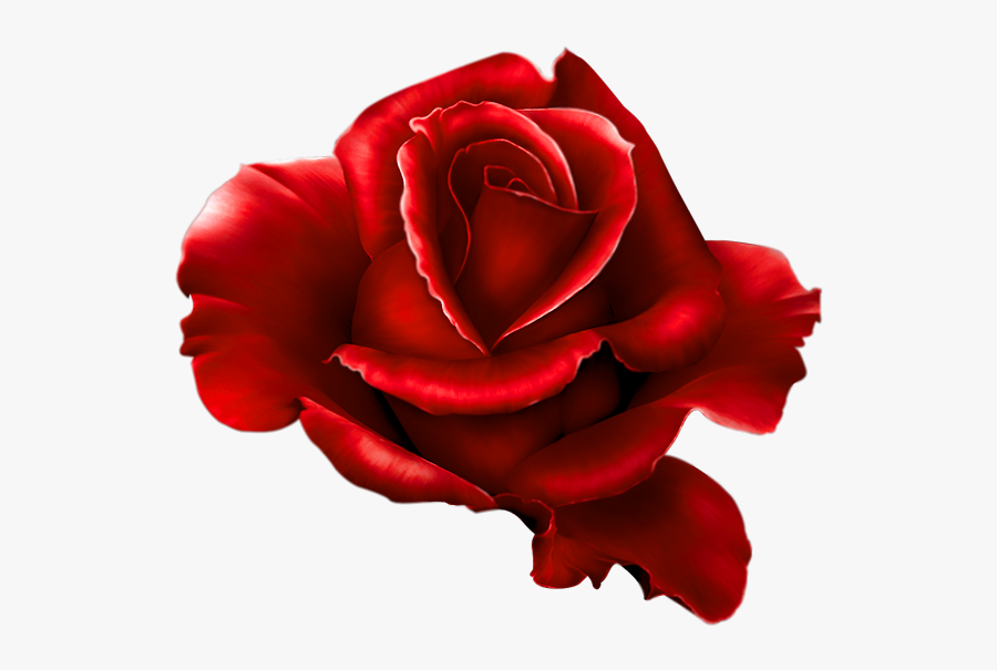 Rosas Cdr, Transparent Clipart