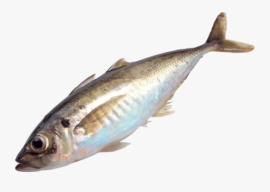 Fish Png, Transparent Clipart