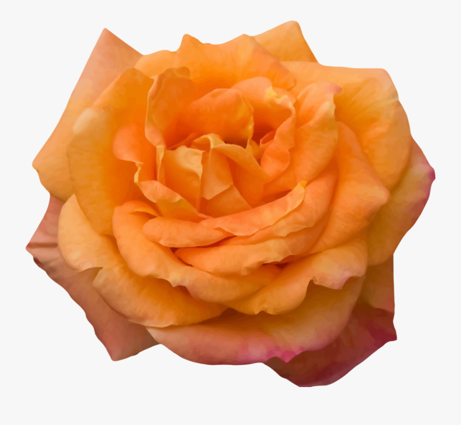 Flower,peach,rose Order - Hybrid Tea Rose, Transparent Clipart