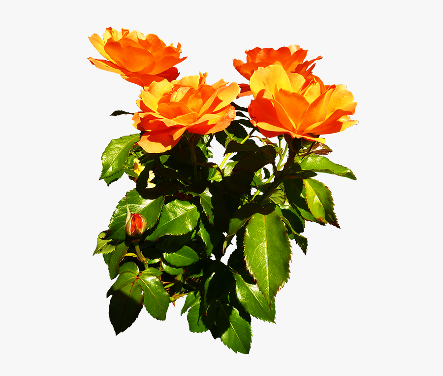 Bunch Of Orange Roses Blooming - Orange And Yellow Rose Flowers, Transparent Clipart
