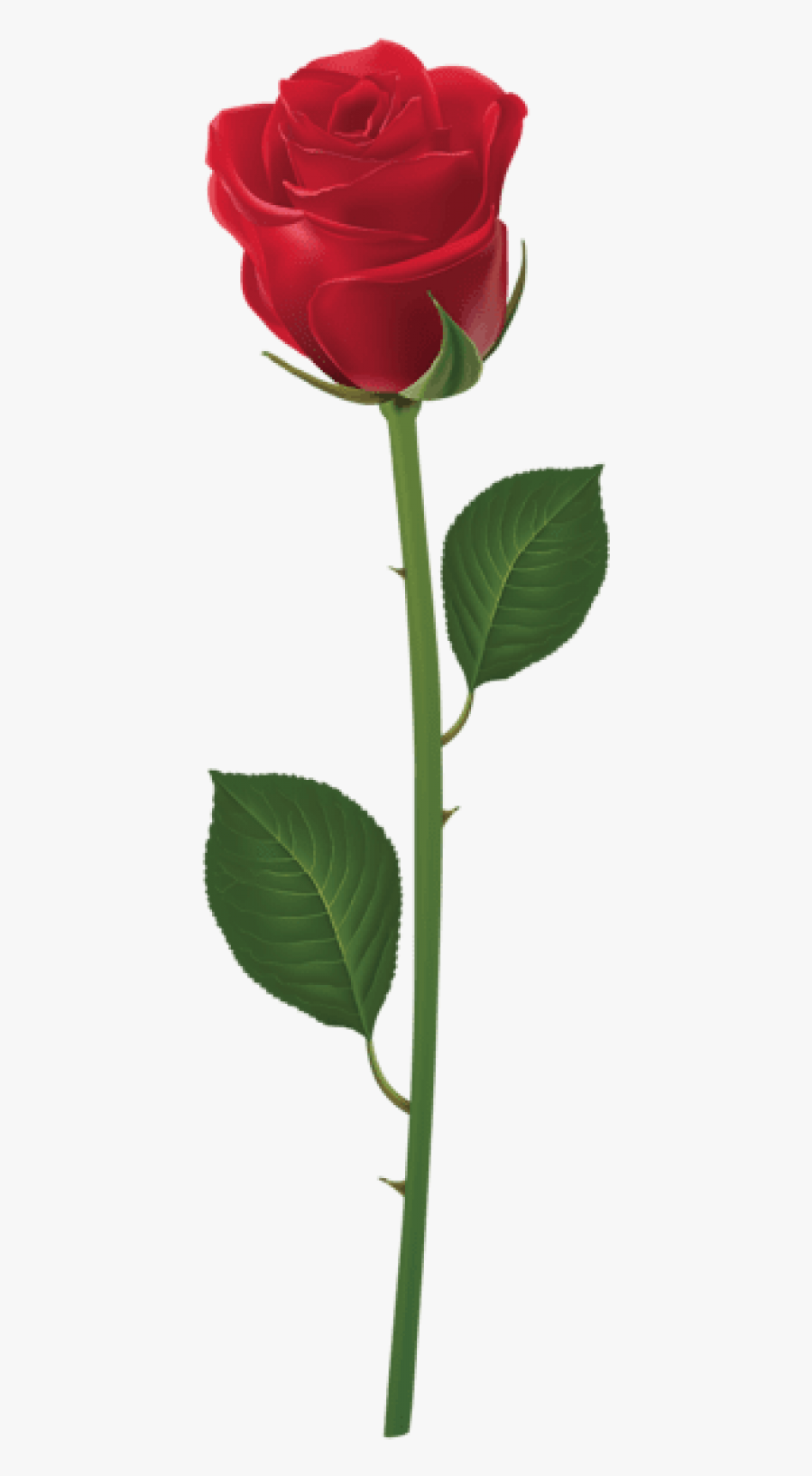 Free Png Rose With Stem Red Png Png Images Transparent - Purple Rose With Stem, Transparent Clipart
