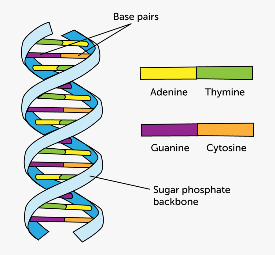 Dna Clipart Nucleic Acid - Living Things Are Based On Dna, Transparent Clipart
