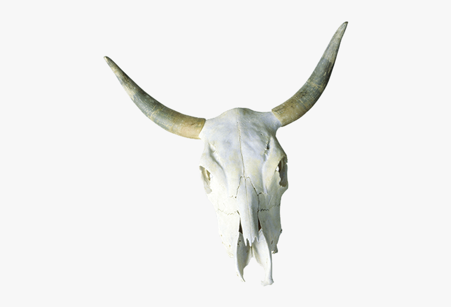 Cattle Skull Horn Bone - Desert Skull Png, Transparent Clipart