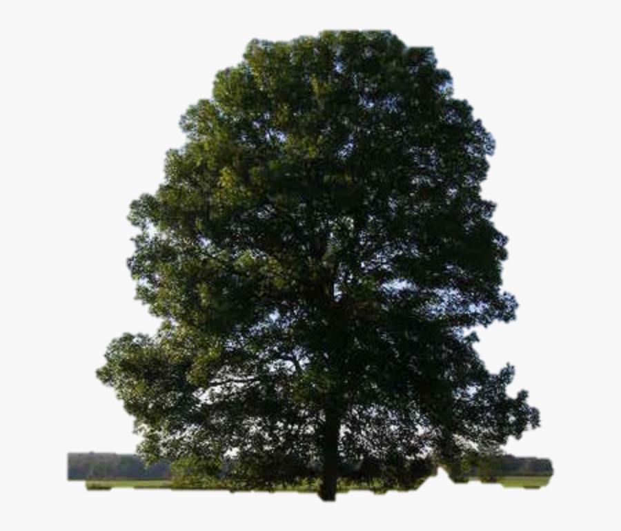 Cedar Elm Eastern Red Cedar Tree Dutch Elm Disease - Eastern Red Cedar Png, Transparent Clipart