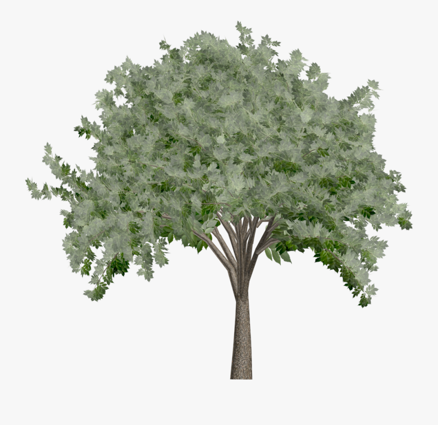 Elm Tree - Oak - Plane-tree Family, Transparent Clipart