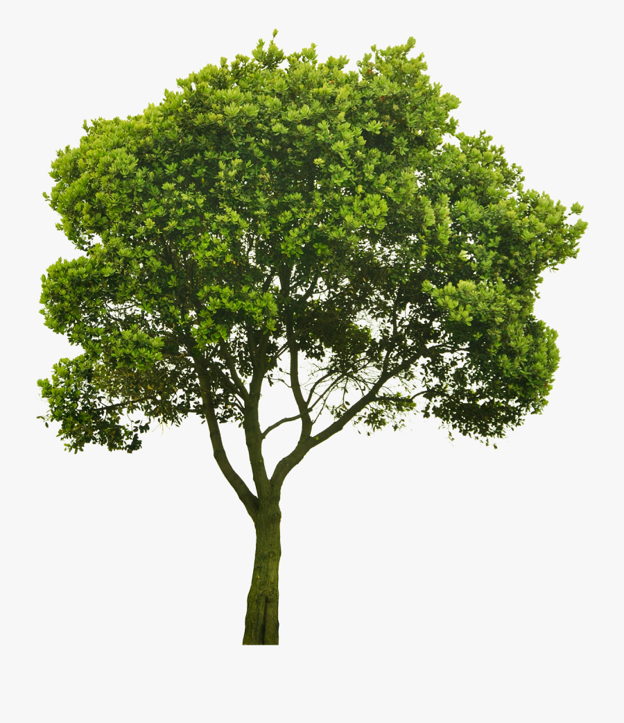 Transparent Elm Tree Png - Tree Cut Out Png, Transparent Clipart