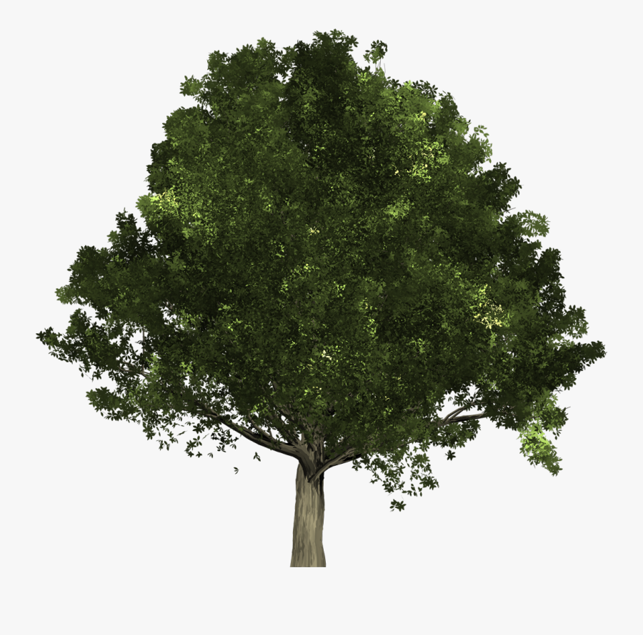 Japanese Elm Tree - Ohio's State Tree, Transparent Clipart