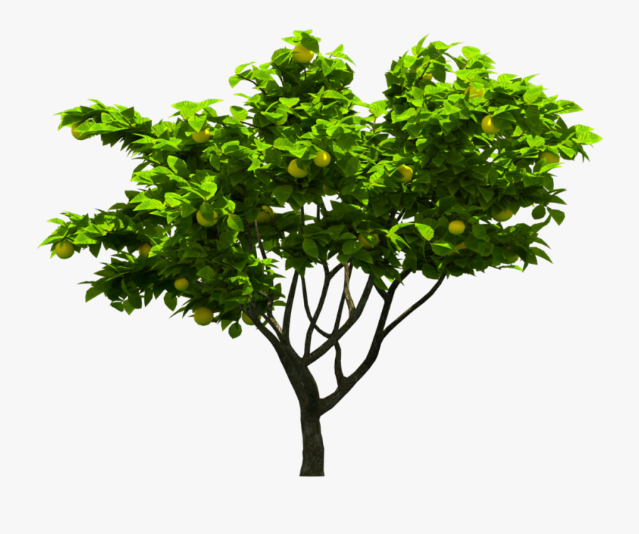 Tree Png Download - Tree Png For Architect, Transparent Clipart