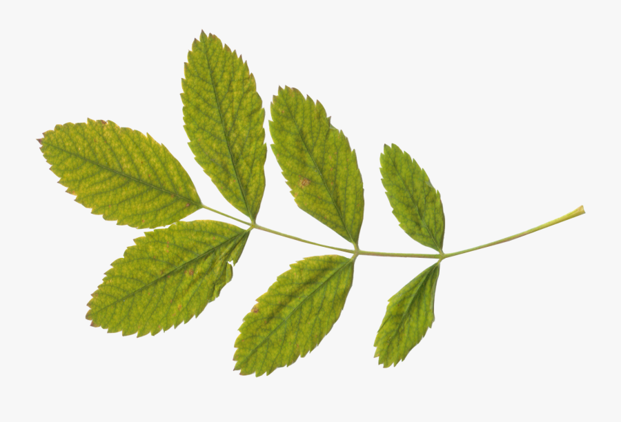 Transparent Elm Tree Clipart - Leaves And Stems Png, Transparent Clipart