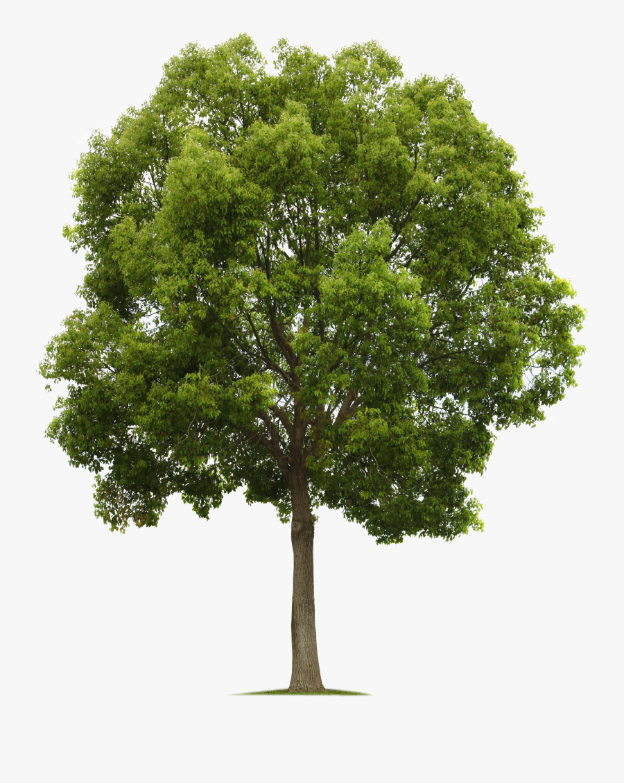 Banyan Tree Png - Tree Png Free, Transparent Clipart