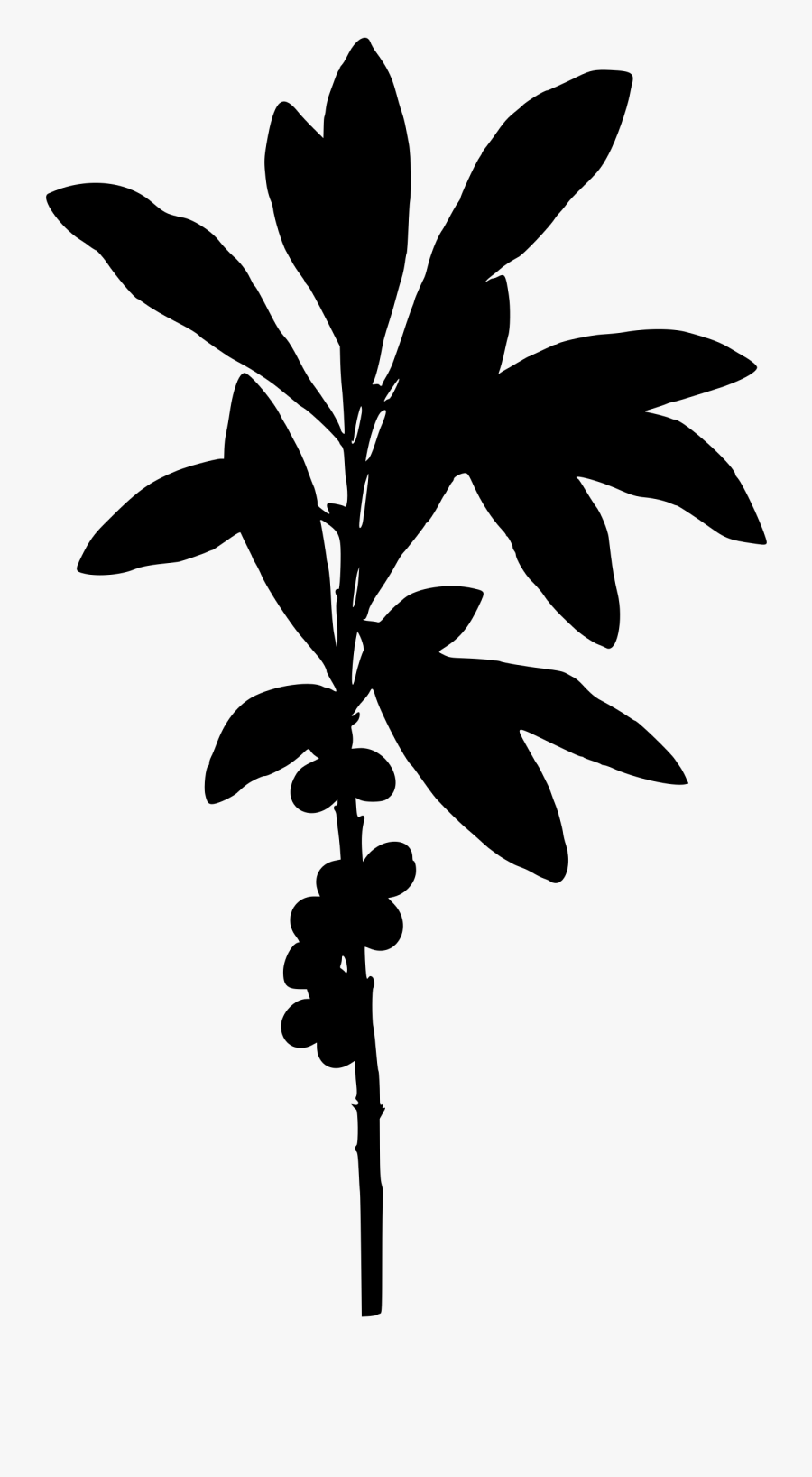 Transparent Coconut Tree Clipart Black And White - Daphne Plant Png, Transparent Clipart