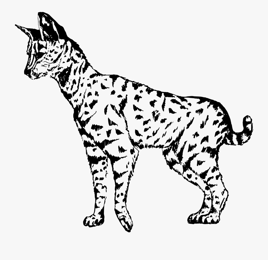 Free Stock Photo Of Serval Cat Drawing Vector Clipart - Serval Clipart Black And White, Transparent Clipart