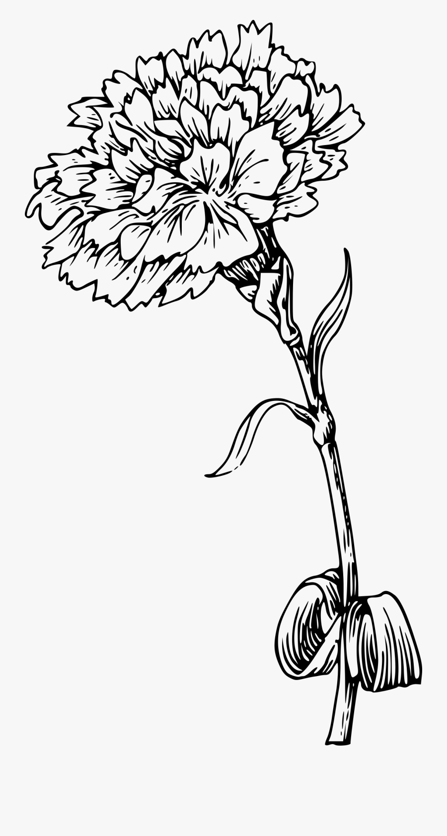 Marigold Black And White, Transparent Clipart