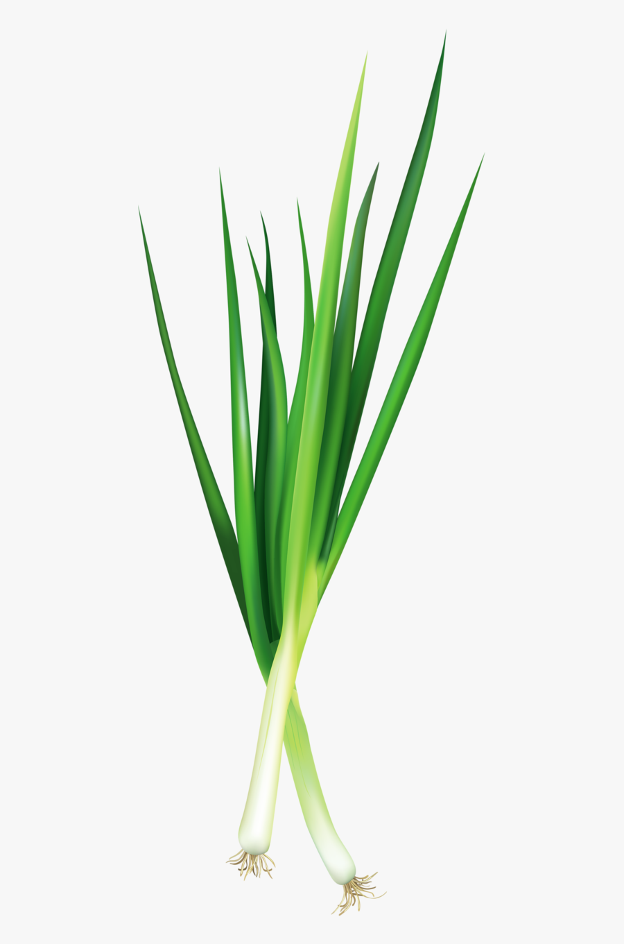 Фотки Vegetable Pictures, Food Stickers, Green Onions, - Chive Clipart Transparent Background, Transparent Clipart