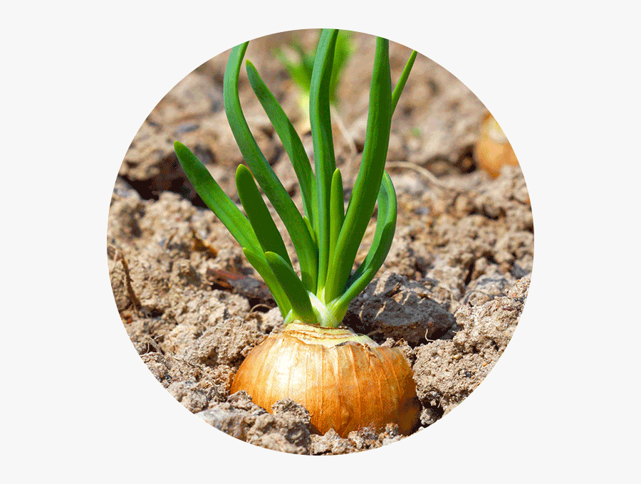 Clip Art Up Close Why Did - Root Vegetable, Transparent Clipart