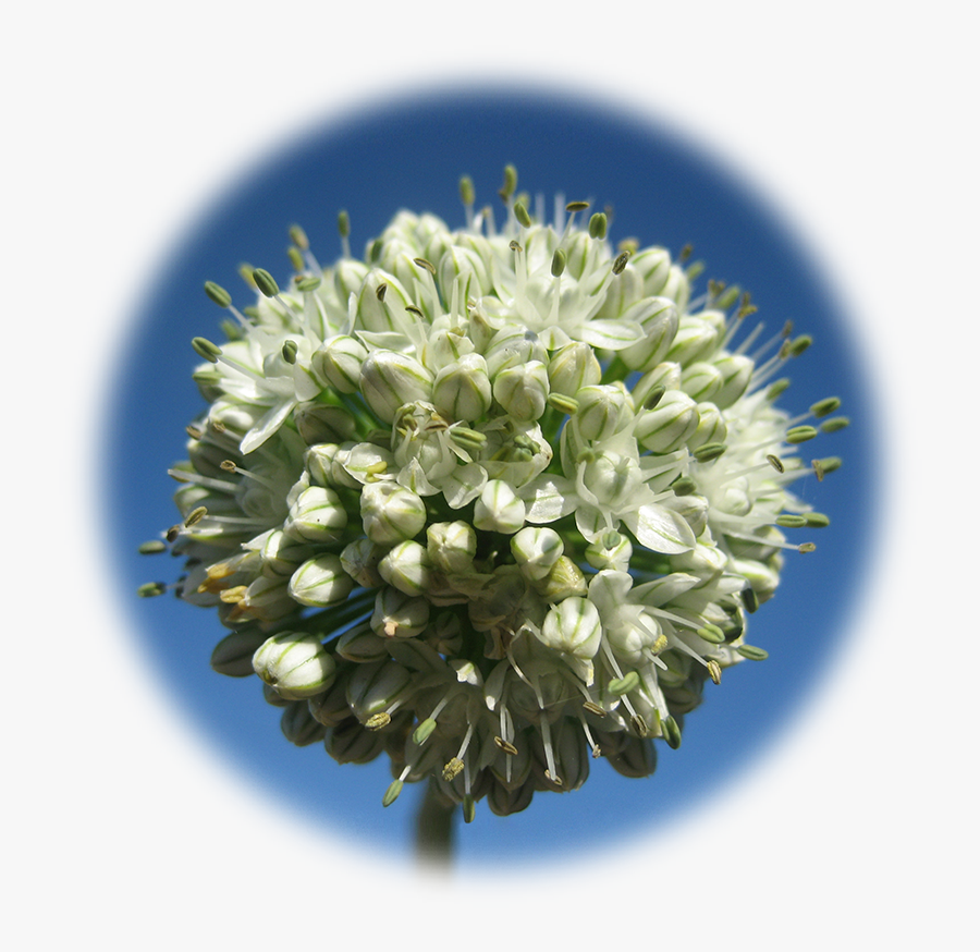 Clip Art Green Onion Flower - Bouquet, Transparent Clipart