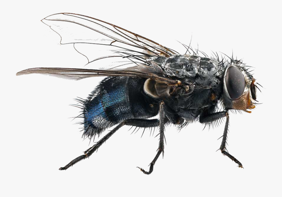 Blue Bottle Fly - Fly Close Up, Transparent Clipart