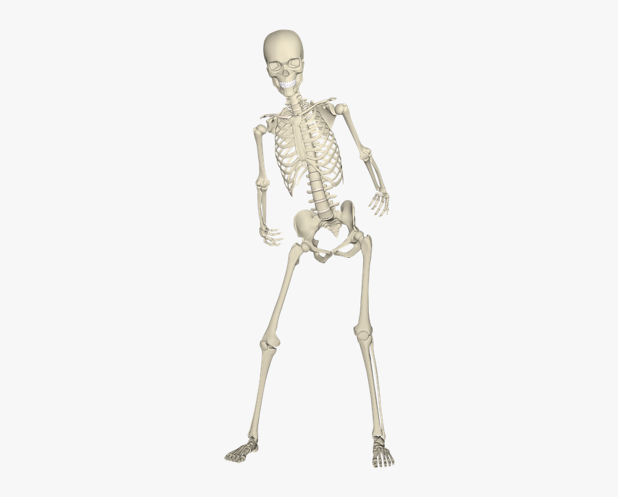 Ocr Gcse Pe Skeleton, Transparent Clipart